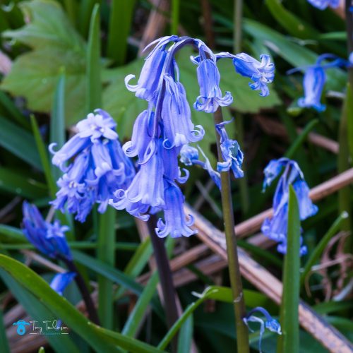 blue-bell-flowers, blue-bells, Cumbria, Grasmere, lake-district, Spring, sunrise, tony-tomlinson-photography, UK