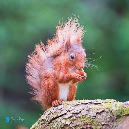 red-squirrel, Spring, tony-tomlinson-photography, Wildlife, wildlife-photography
