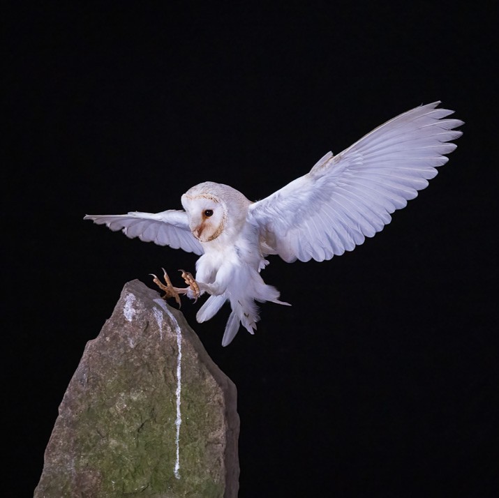 andy-howey-workshop, bird-photography, owl, Barn-owl, tony-tomlinson-photography