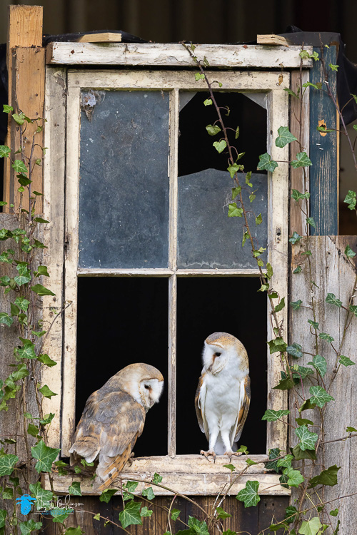 Barn-Owl. North-West-Wildlife-Workshop, Bird-Photogrpahy, Spring, tony-tomlinson-photography, Wildlife