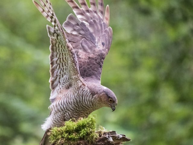 Bird and Wildlife Photography