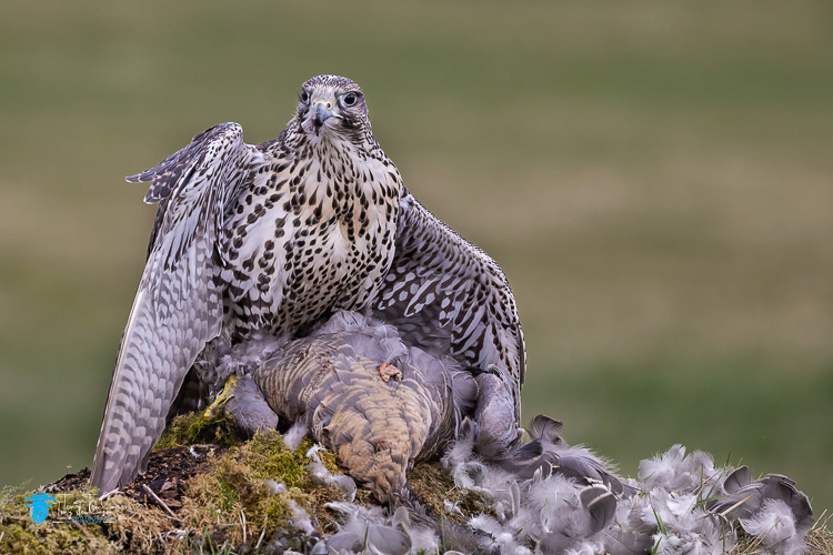 Bird-Photogrpahy, birds, Goshawk, hawks, North-West-Wildlife- Workshop, Spring, tony-tomlinson-photography, Wildlife