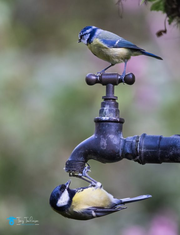 bird, bird-photography, Blue-Tit, Great-Tit, Spring, tony-tomlinson-photography, Wildlife Photography