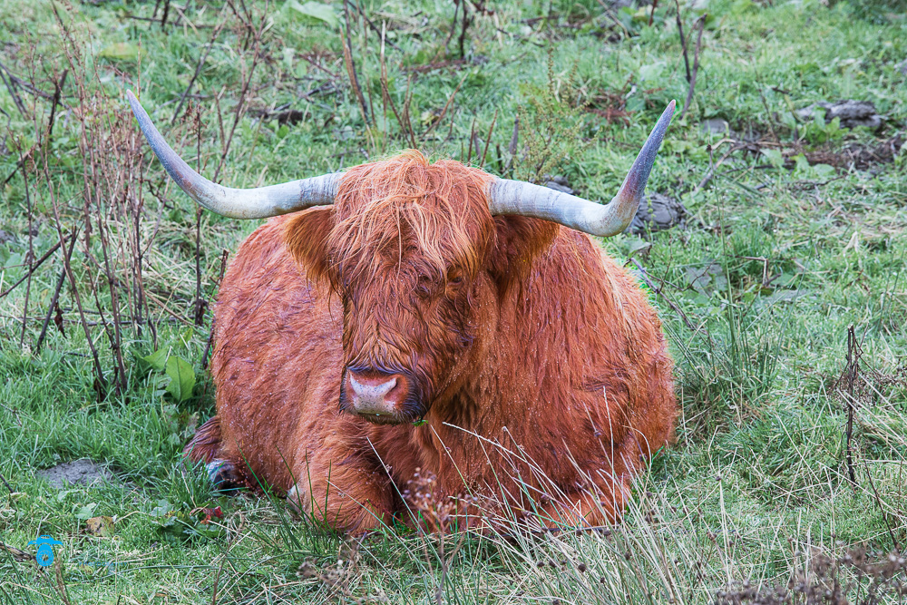 Tony-tomlinson-photography, highland-cow, scotland, 
