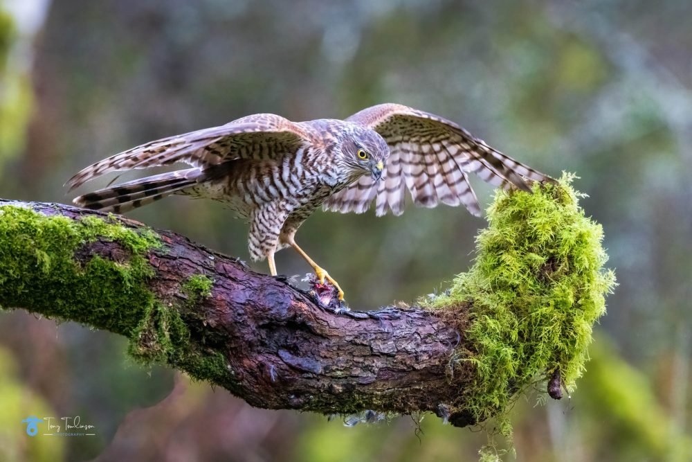 bird, bird-photography, sparrowhawk, Spring, tony-tomlinson-photography, Wildlife Photography