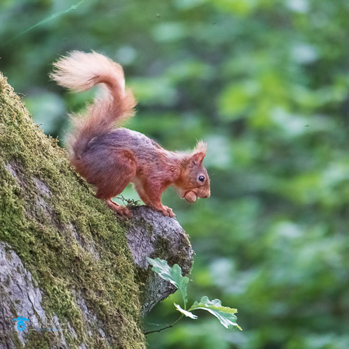 red-squirrel, Spring, tony-tomlinson-photography, Wildlife, wildlife-photography