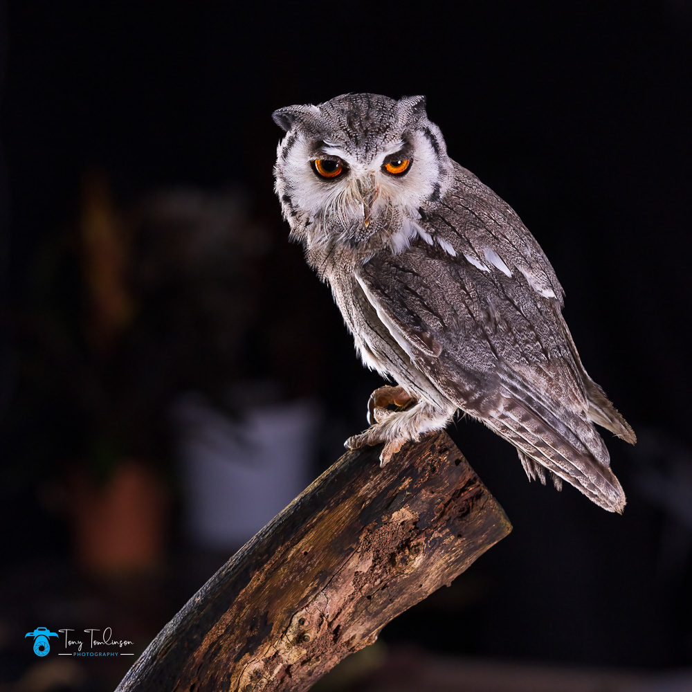 andy-howey-workshop, bird-photography, owl, Southern-white-faced-owl, tony-tomlinson-photography