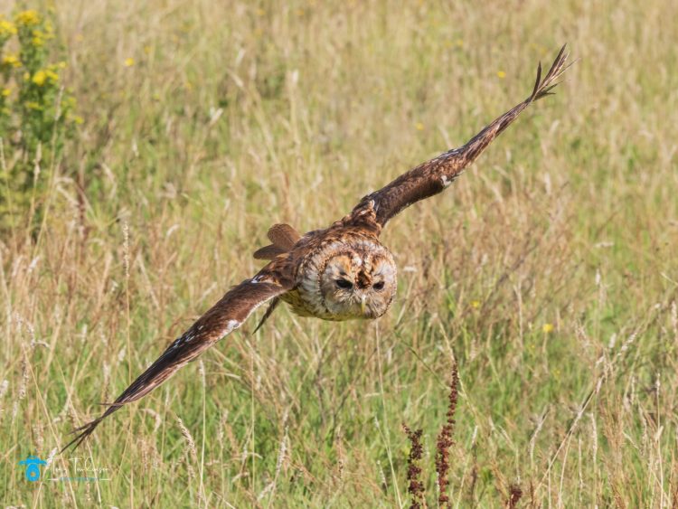 bird-photography, Gauntlet-bird-of-pray-centre, Summer, tawny-owl, tony-tomlinson-photography, Wildlife