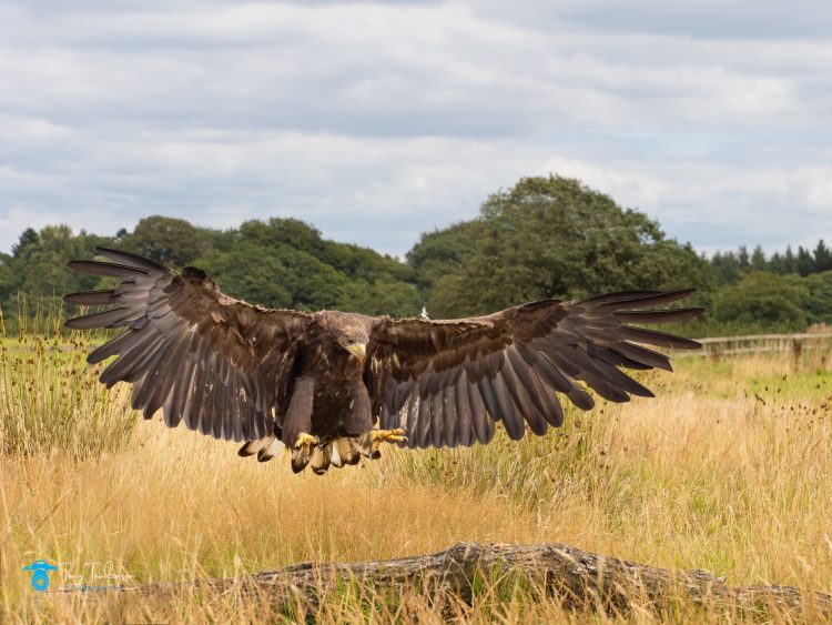 bird-photography, Gauntlet-bird-of-pray-centre, Summer, tony-tomlinson-photography, White-Tailed-Sea-Eagle, Wildlife-Photography