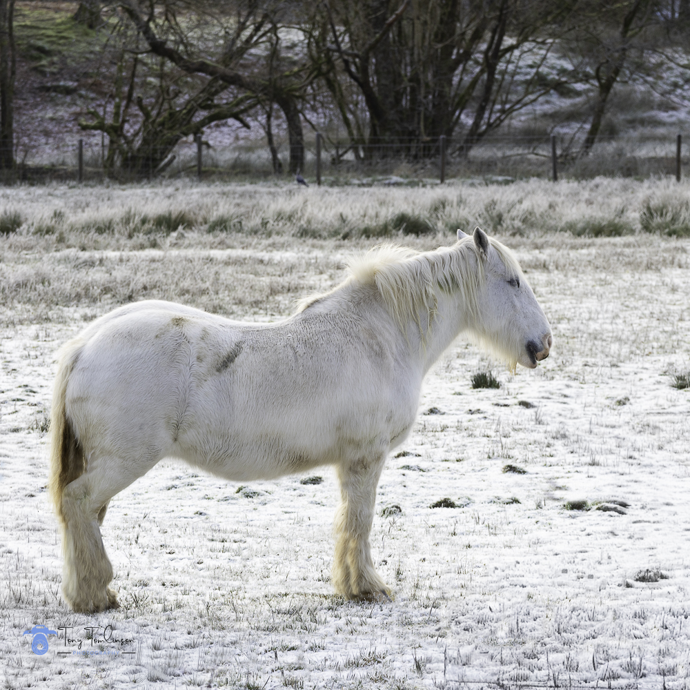 Glencoe, Horse, Scotland, scottish-highlands, tony-tomlinson-photography, winter