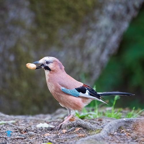 bird, bird-photography, jay, Spring, tony-tomlinson-photography, Wildlife Photography