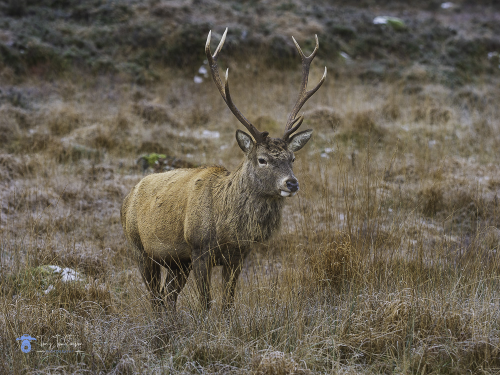 tony-tomlinson-photography, red-dear, scotland, wildlife, 
