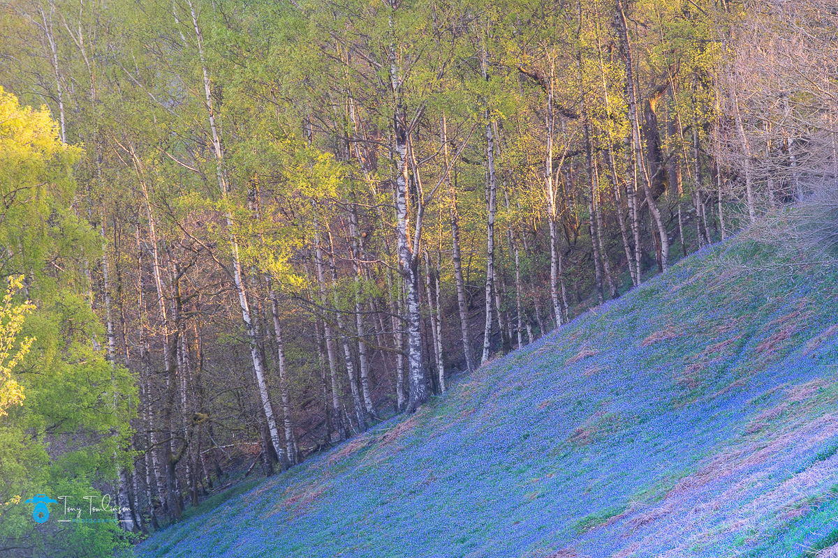 Blue to Green