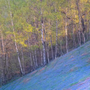 blue-bell-flowers, blue-bells, Cumbria, Grasmere, lake-district, Spring, sunrise, tony-tomlinson-photography, trees, UK