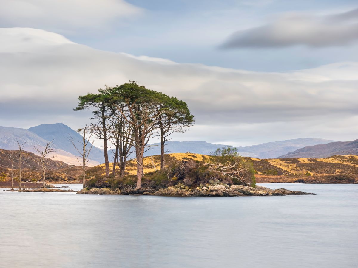 Loch Assynt Trees