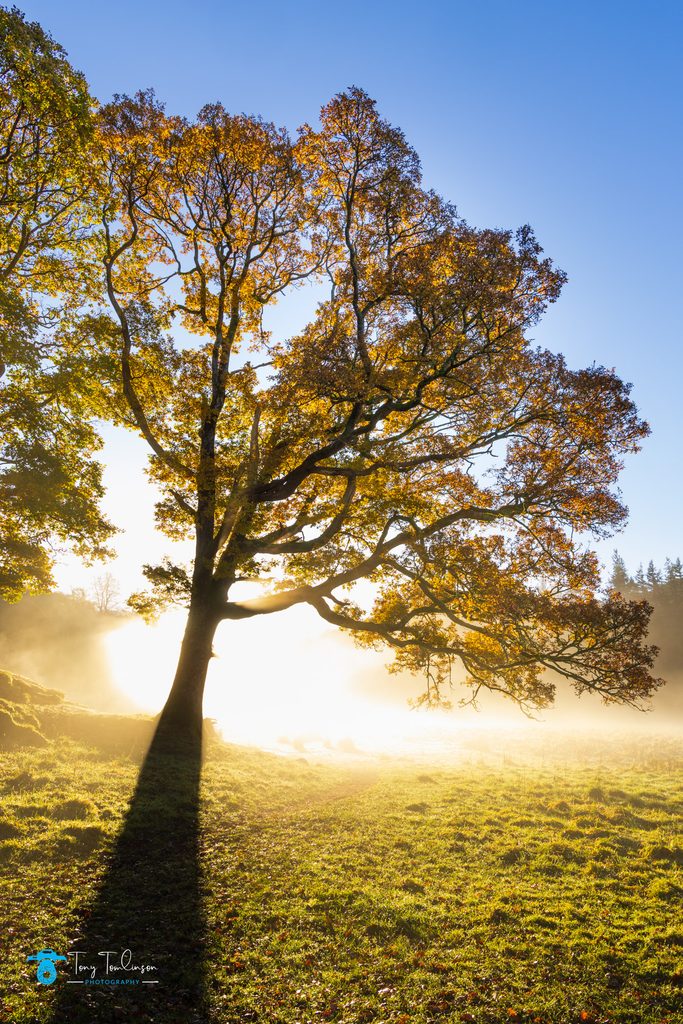 tony-tomlinson-photography, tree, autumn, lake-district, cumbria, uk, landscape, elterwater,