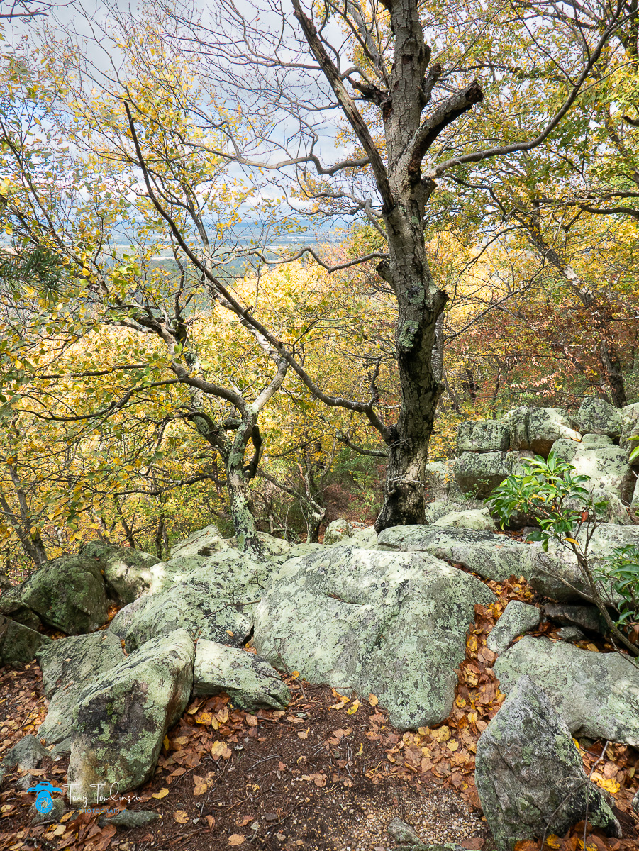 Autumn, forest, Landscape, maryland, sugar-loaf-mountain, tony-tomlinson-photography, USA